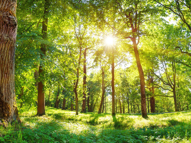 Environnement et espaces verts