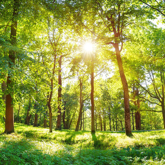 Environnement et espaces verts