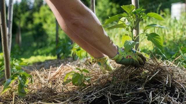 Covering young capsicum plants with straw mulch to protect from drying out quickly ant to control weed in the garden. Using mulch for weed control, water retention, to keep roots warm in the winter and cool in the summer.