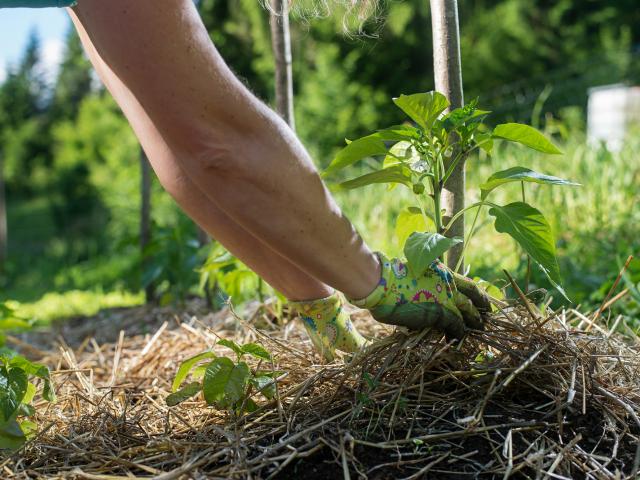 Covering young capsicum plants with straw mulch to protect from drying out quickly ant to control weed in the garden. Using mulch for weed control, water retention, to keep roots warm in the winter and cool in the summer.