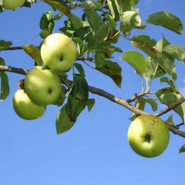 Pommier Sauvage Malus Sylvestris