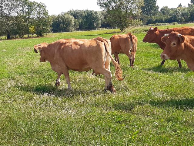 Ecopaturage Vaches (12)