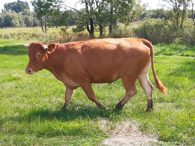 Ecopaturage Vaches (13)