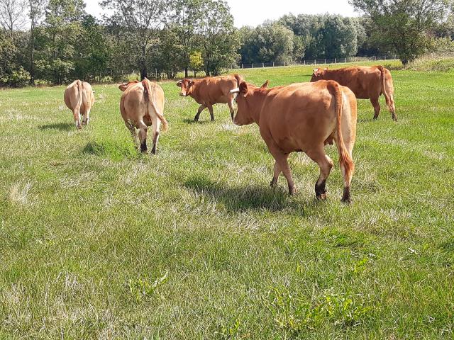 Ecopaturage Vaches (14)