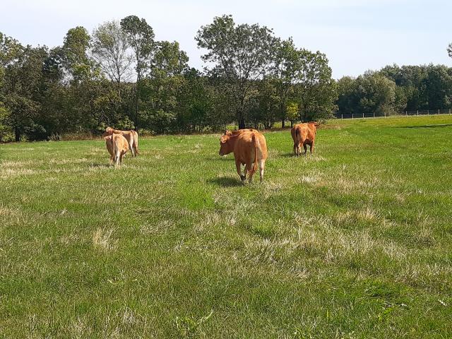 Ecopaturage Vaches (15)