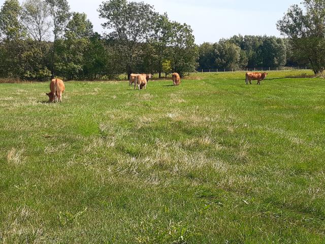 Ecopaturage Vaches (16)