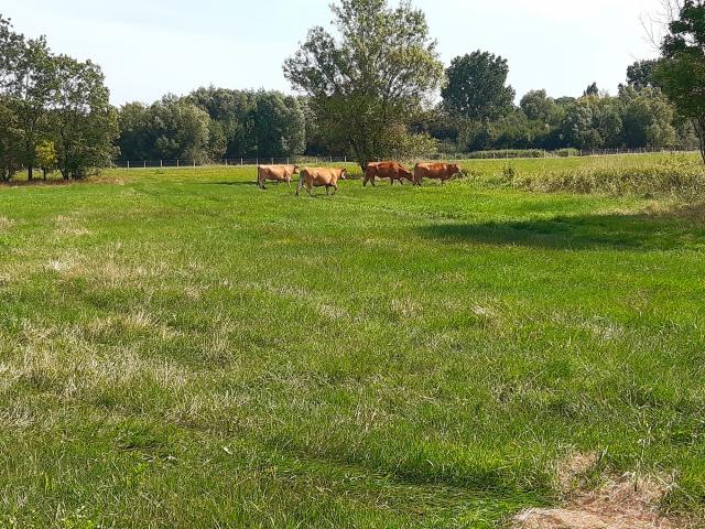 Ecopaturage Vaches (17)